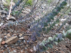 Pseudosempervivum aucheri