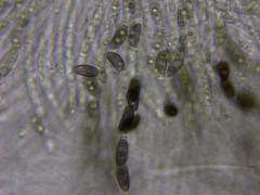 Xylaria ellisii