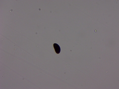 Xylaria ellisii