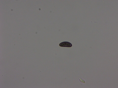 Xylaria ellisii