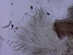 Xylaria ellisii