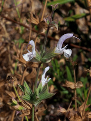 Salvia palaestina