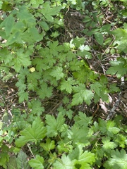 Ribes binominatum