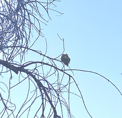 Agapornis roseicollis