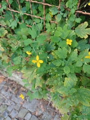 Chelidonium majus