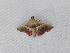 Endotricha repandalis