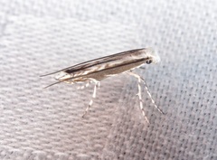 Epicephala lativalvaris