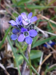 Veronica alpina