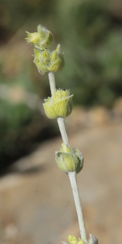 Sideritis taurica, photograph 6