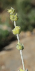 Sideritis taurica, photograph (c) Иван Пристрем, some rights reserved (CC BY)