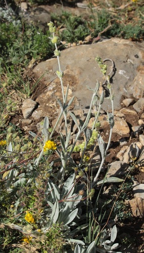 Sideritis taurica, photograph 5