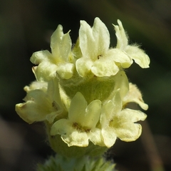 Sideritis taurica, photograph (c) Иван Пристрем, some rights reserved (CC BY)