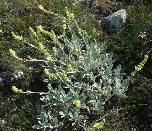 Sideritis taurica, photograph 3