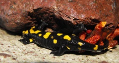 Salamandra corsica