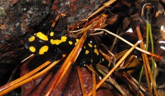 Salamandra corsica