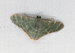 Lophophleps triangularis