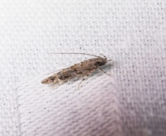 Metharmostis multilineata