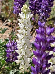 Lupinus lepidus confertus