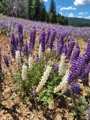 Lupinus lepidus confertus