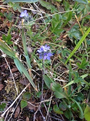 Veronica alpina