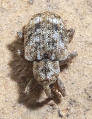 Conotrachelus recessus