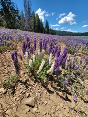 Lupinus lepidus confertus
