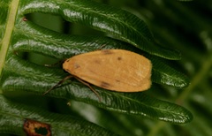 Paralithosia shaowuica