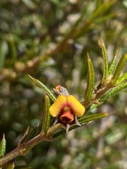Mirbelia pungens