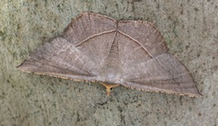 Plesiomorpha flaviceps