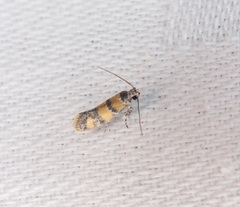 Promalactis lobatifera