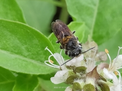 Megachile bicolor