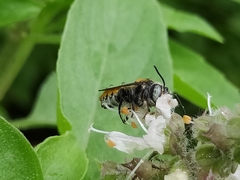Megachile bicolor