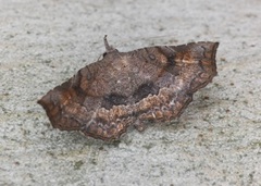 Throana pectinifer