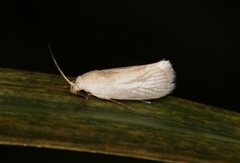 Athrypsiastis salva
