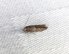 Blastobasis divulgata