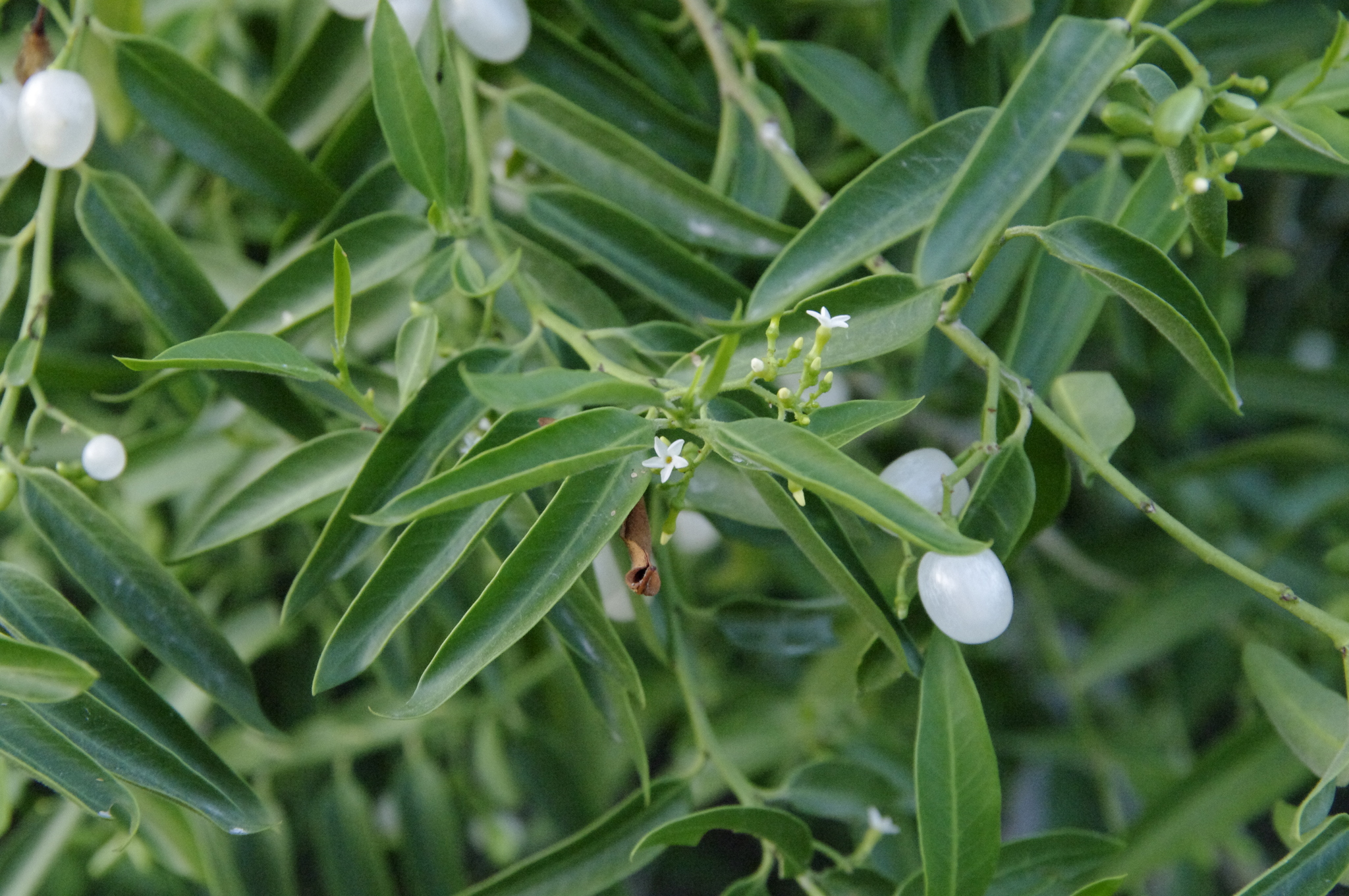 Vallesia