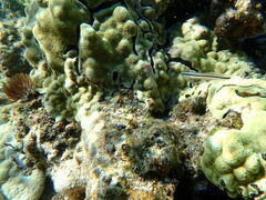 Plagiotremus goslinei