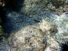 Plagiotremus goslinei