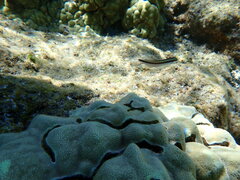 Plagiotremus goslinei