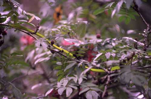 Ahaetulla prasina