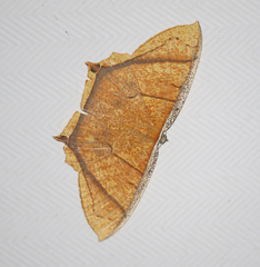 Thinopteryx crocoptera