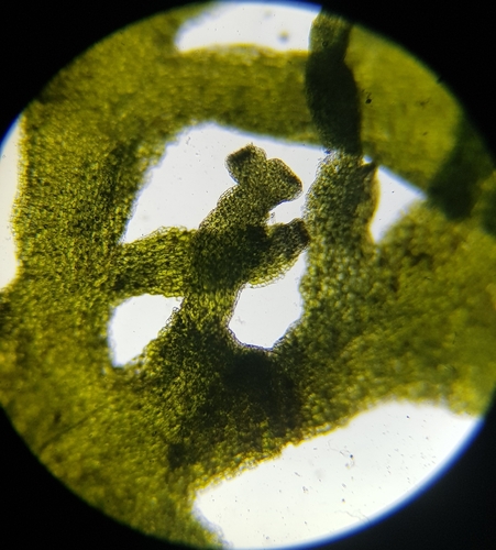 Image of Comb Liverwort by (c) Helen Waterman, some rights reserved (CC BY)