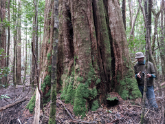 Nothofagus cunninghamii