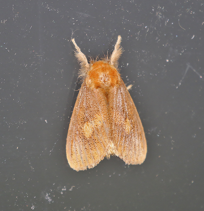 Nygmia guttulata from Hin Tung, Mueang Nakhon Nayok District, Nakhon ...