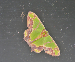 Agathia hemithearia