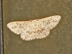 Perixera decretaria
