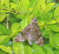 Acosmeryx pseudonaga