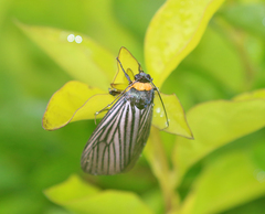 Macrobrochis fukiensis