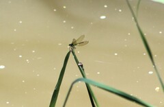 Calopteryx splendens