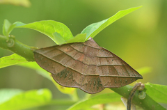 Sarcinodes reductatus